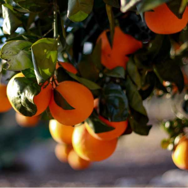 Naranjada Ecológica Sin Azúcar