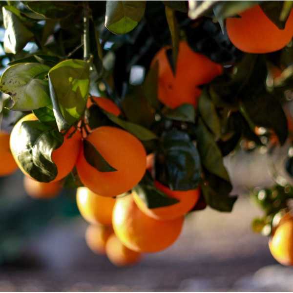 Mermelada de NARANJA Ecológica