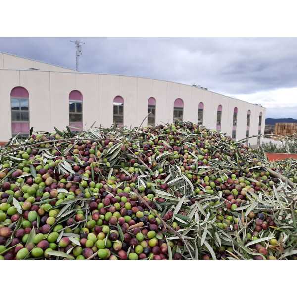 Aceite ARRONIZ Ecológico 5L