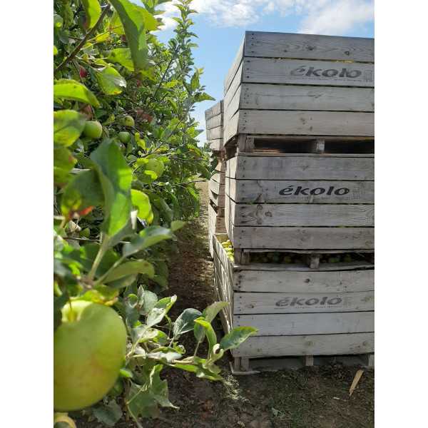 Zumo de MANZANA-JENGIBRE Ecológico...