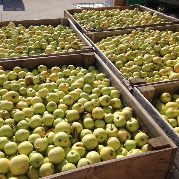 Elaborado de Manzana y Kiwi Ecológico