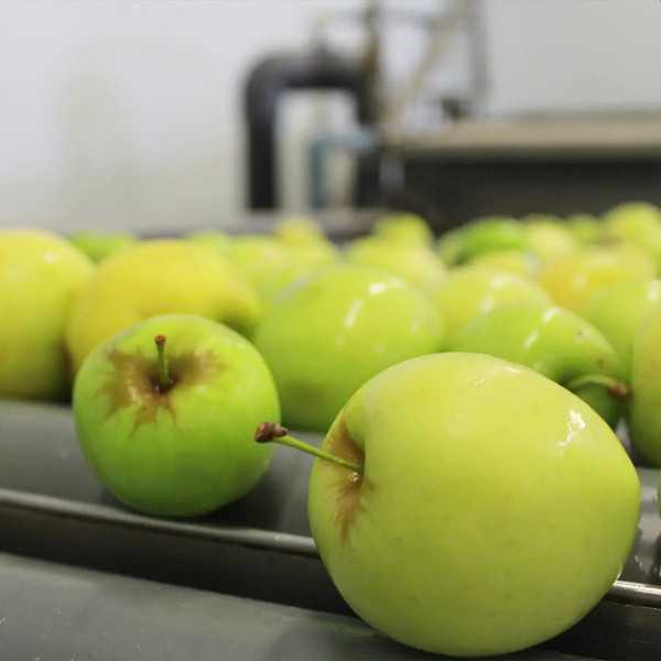 Elaborado de Manzana y Kiwi Ecológico
