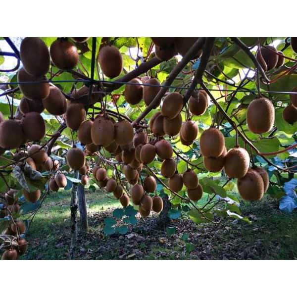 Elaborado de Manzana y Kiwi Ecológico
