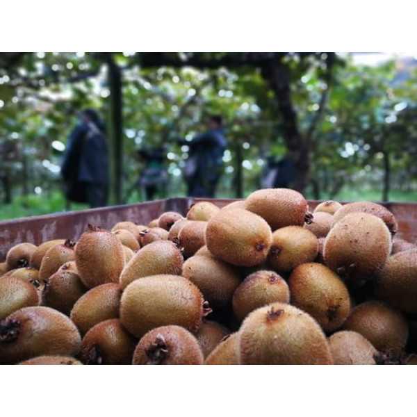 Elaborado de Manzana y Kiwi Ecológico