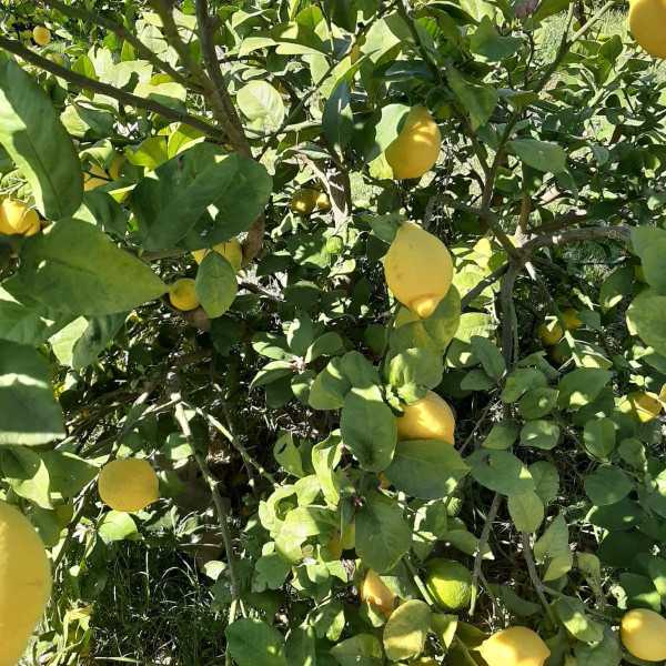 Limonada Ecológica con Jengibre