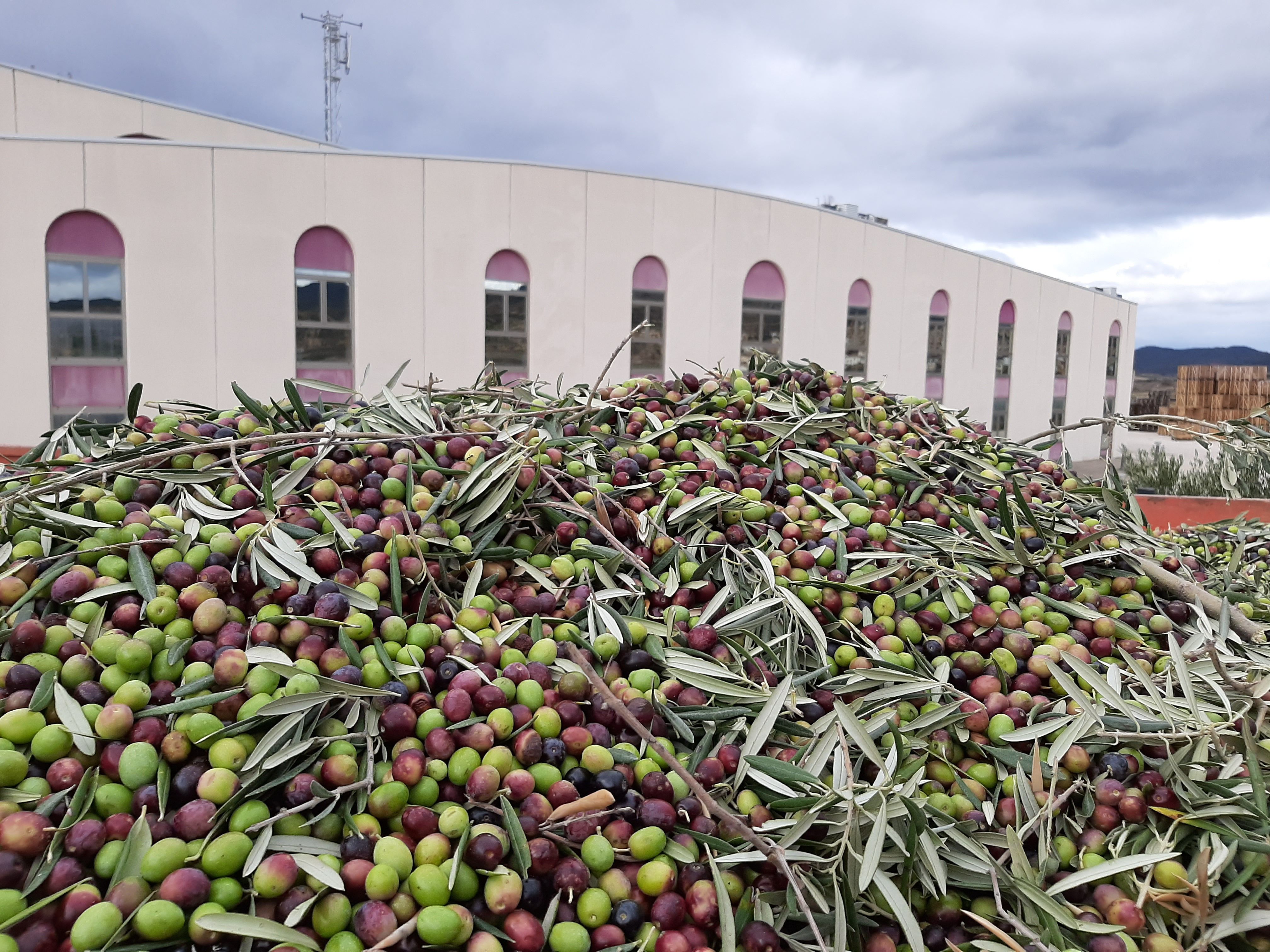 Aceite de oliva ecológico Ékolo