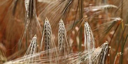 ¿Qué alimentos tienen gluten?